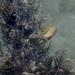Observation photo
