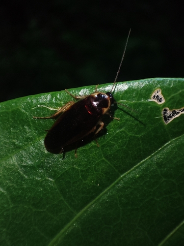 Ischnoptera mexicana · iNaturalist