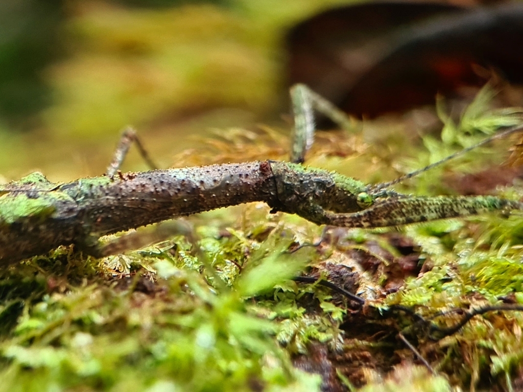 Stick Insects from Cameron Highlands on July 23, 2022 at 03:59 PM by ...