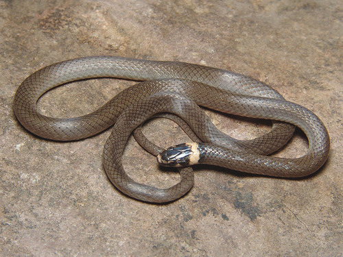 Bocourt's Black-headed Snake