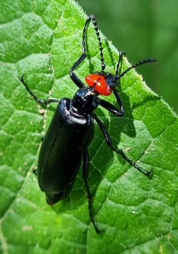 Lytta eucera