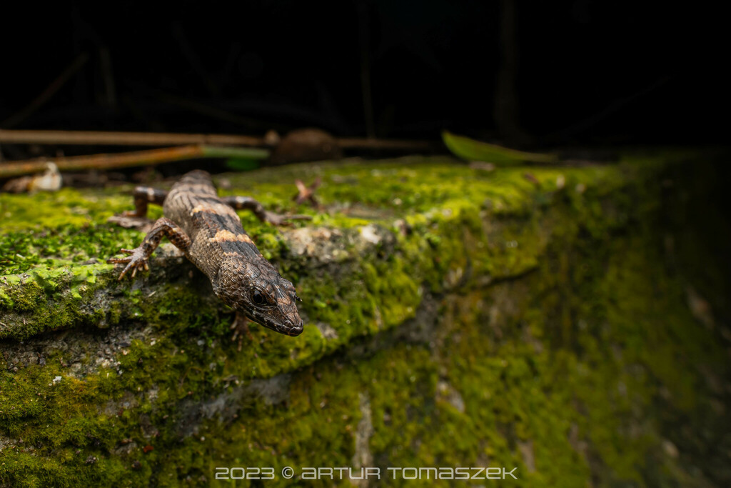 Chinese water skink in July 2023 by Artur Tomaszek · iNaturalist