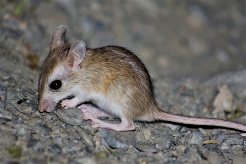 Baluchistan Gerbil (Gerbillus nanus) — Least Concern Mammalia