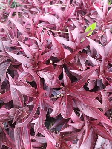 Iresine lindenii VanHoutte