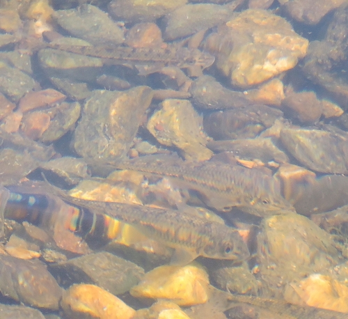 Gobio uralensis