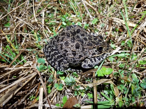 Gopher Frog