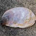 Onyx Slippersnail - Photo (c) BJ Stacey, all rights reserved