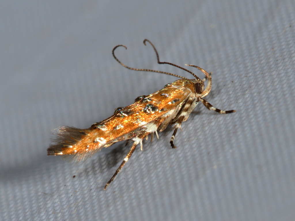 Eteobalea isabellella from Prati di Pescosolido, FR, Italia on July 8 ...