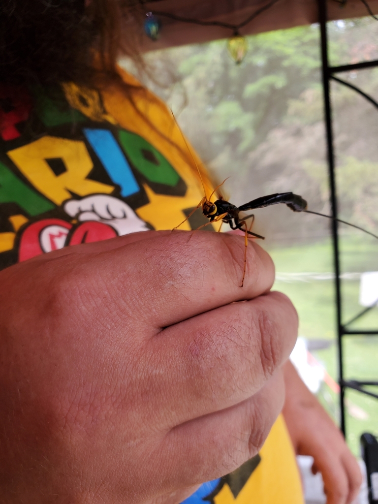 Black Giant Ichneumonid Wasp in July 2023 by Aderpable Lizards