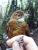 Fulvous-dotted Treerunner - Photo (c) Annie Meyer, all rights reserved, uploaded by Annie Meyer