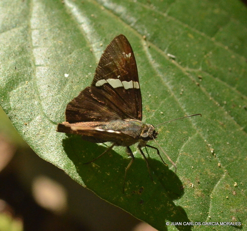 Genus Pseudonascus · iNaturalist