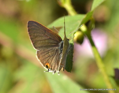 Red-crescent Scrub-Hairstreak