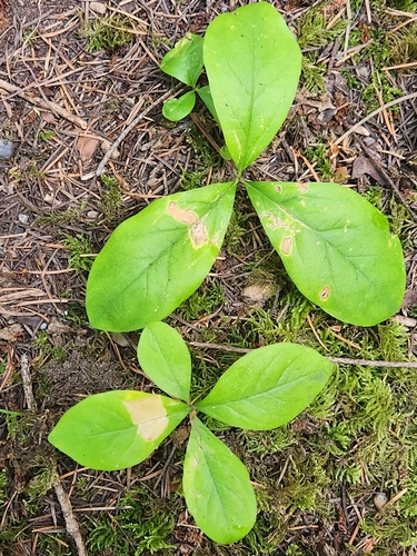 Pacific Starflower foliage