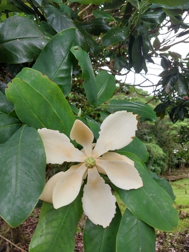 Magnolia poasana - Whole tree