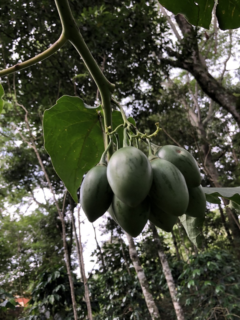 TAMARILLO IN SPANISH visual data 2