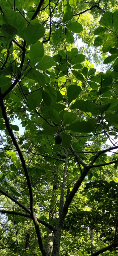 common pawpaw from Little Flock, AR 72756, USA on July 9, 2023 at 04:53 ...