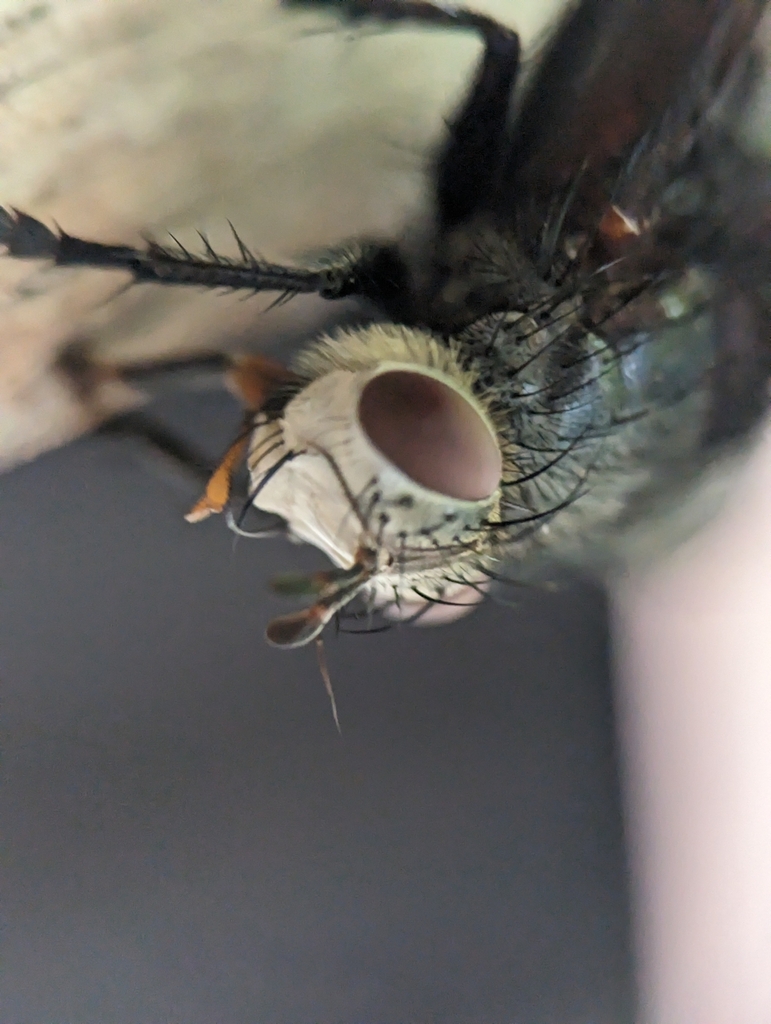 Juriniopsis from Woodfin, NC 28804, USA on July 4, 2023 at 1119 AM by