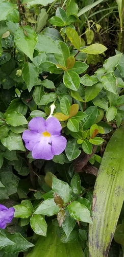 Bush Thunbergia