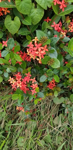 Jungle flame