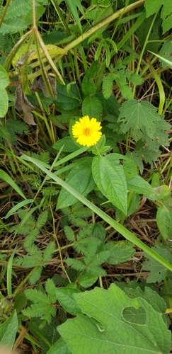 Trailing Daisy