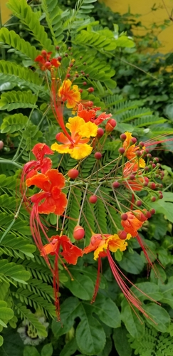 peacock flower