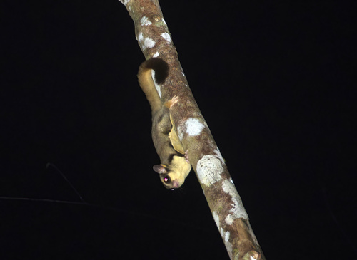 Biak Glider (Petaurus biacensis) — Least Concern Mammalia