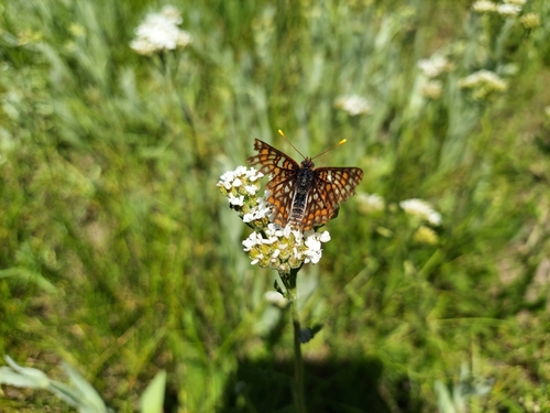 iNaturalist observation photo of Edith's Checkerspot