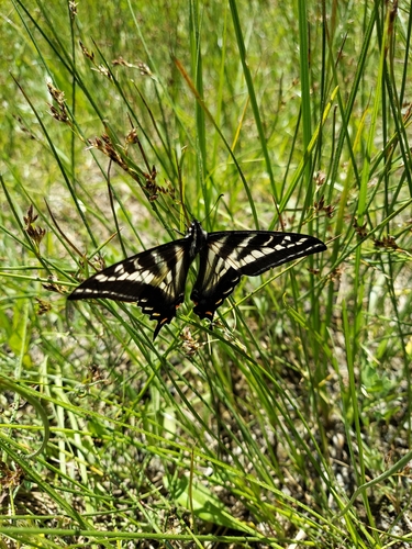 iNaturalist observation photo of Pale Swallowtail