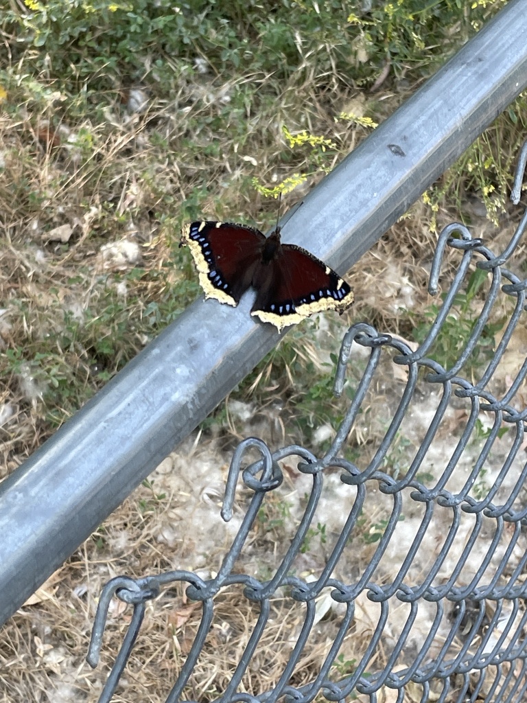 mourning-cloak-from-layton-commons-park-layton-ut-us-on-july-9-2023
