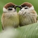 Old World Sparrows - Photo (c) dickypa, all rights reserved