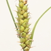 Carex pellita - Photo (c) Matthew Ireland, todos los derechos reservados, subido por Matthew Ireland