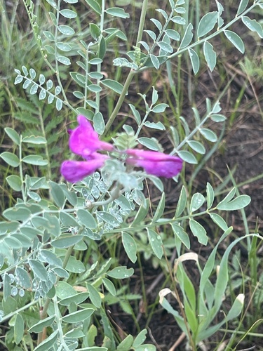 Corethrodendron fruticosum
