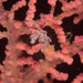 Observation photo