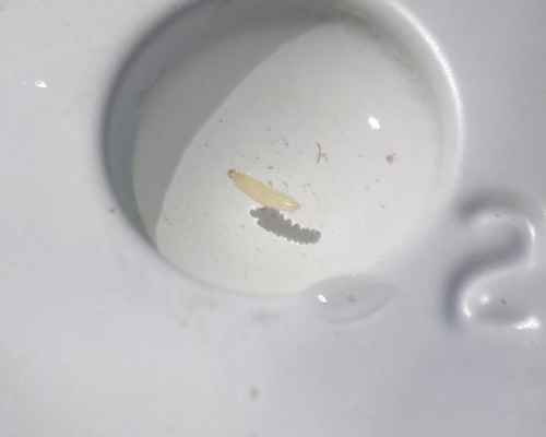 iNaturalist observation photo of Non-biting Midges