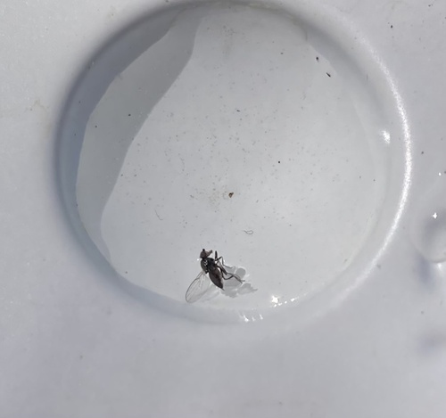 iNaturalist observation photo of Acalyptrate Flies