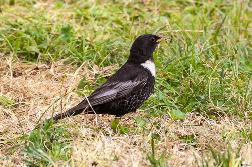 Ring Ouzel