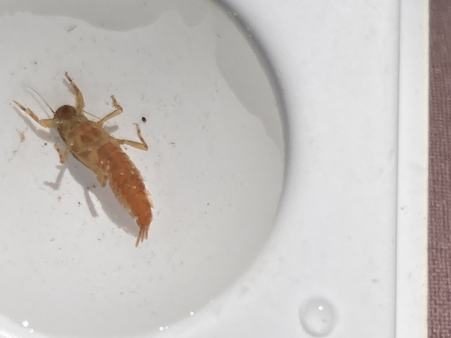iNaturalist observation photo of Mayflies