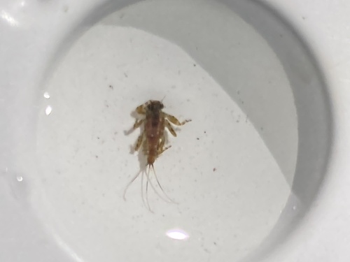 iNaturalist observation photo of Mayflies
