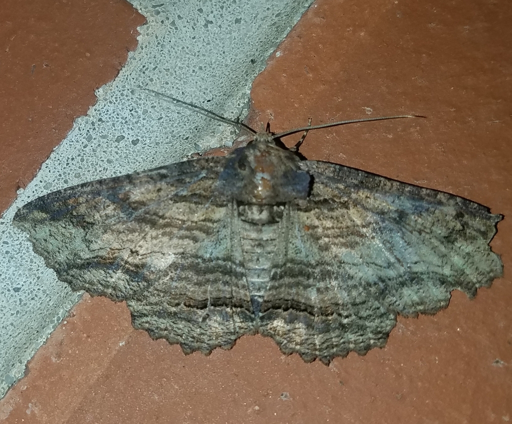 Lunate Zale Moth from Wilmington, DE 19807, USA on July 9, 2023 at 11: ...