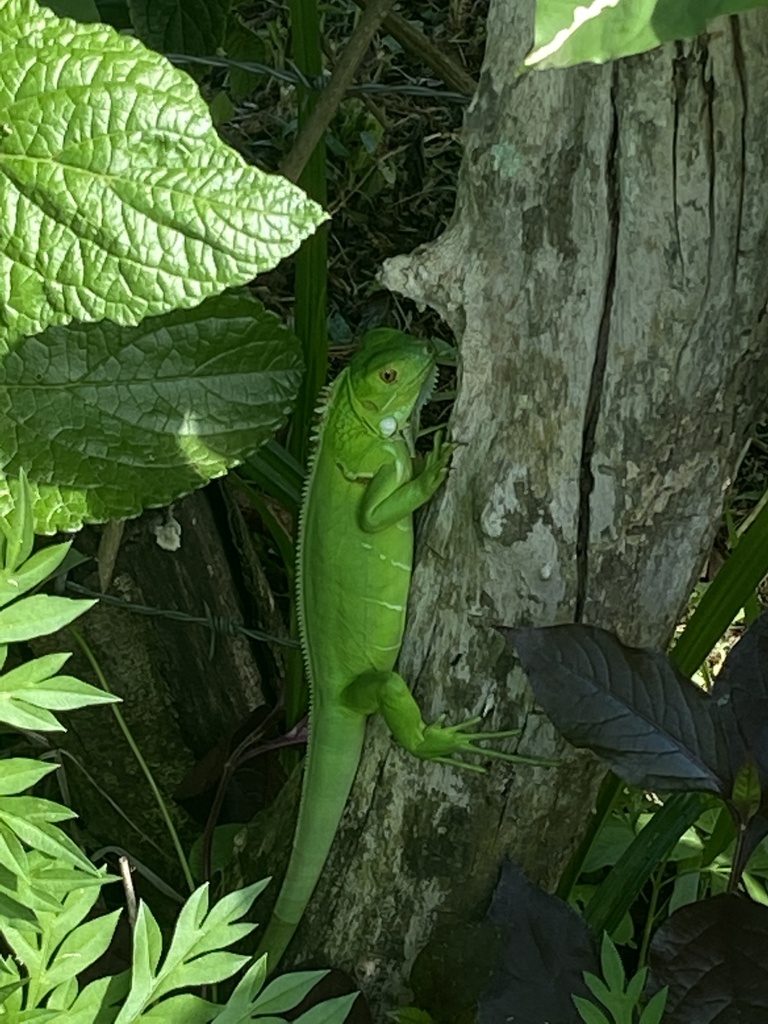 Green Iguana from Pacific Ocean, Guanacaste, CR on July 9, 2023 at 09: