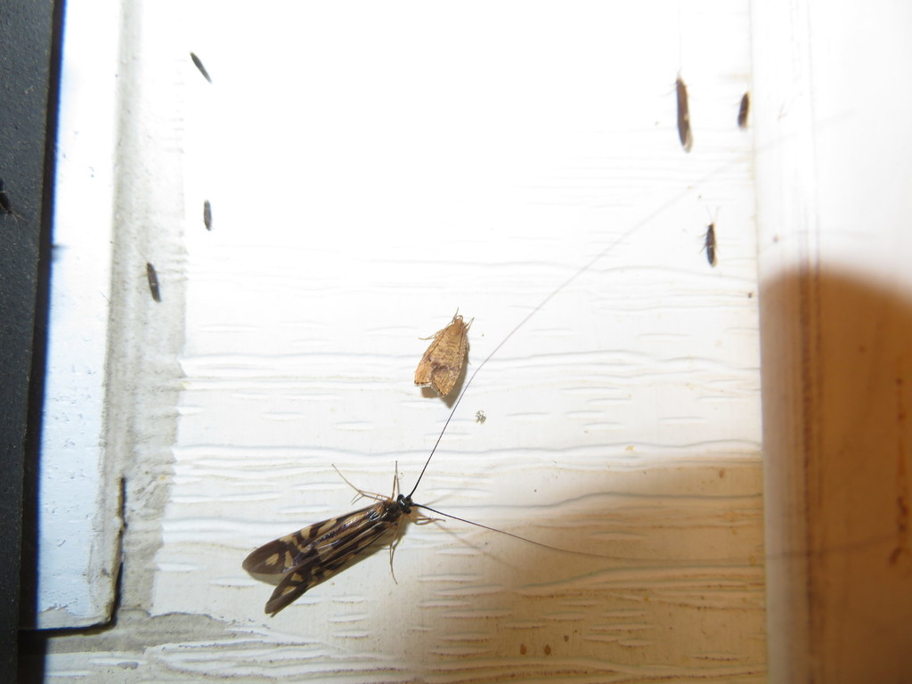 Zebra Caddisfly from Oil City, PA 16301, USA on June 18, 2018 at 1237
