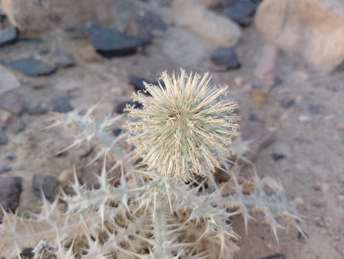 Baluchistan globe thistles (Echinops gedrosiacus)