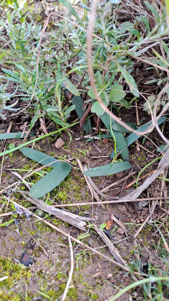 Apodolirion lanceolatum from Overberg District Municipality, South ...