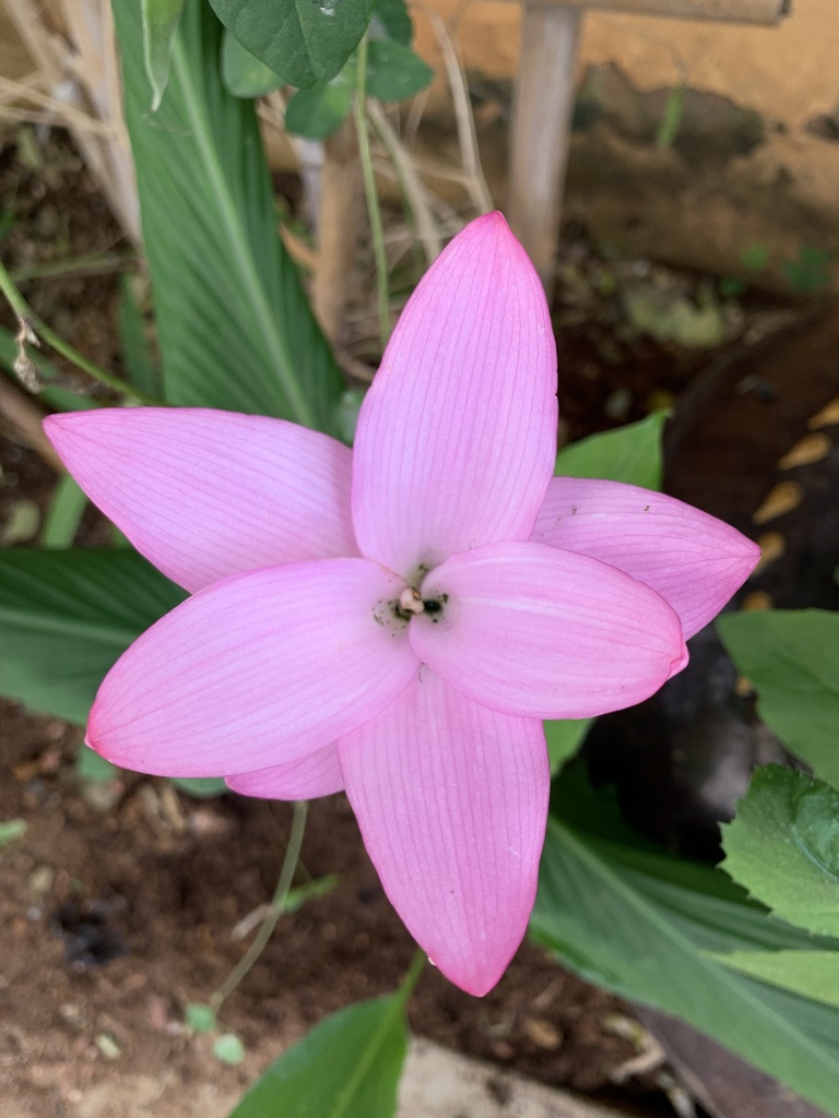 Curcuma myanmarensis