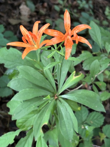 Lilium tsingtauense Gilg