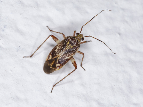 Tidia Insect Taedia stigmosa · iNaturalist