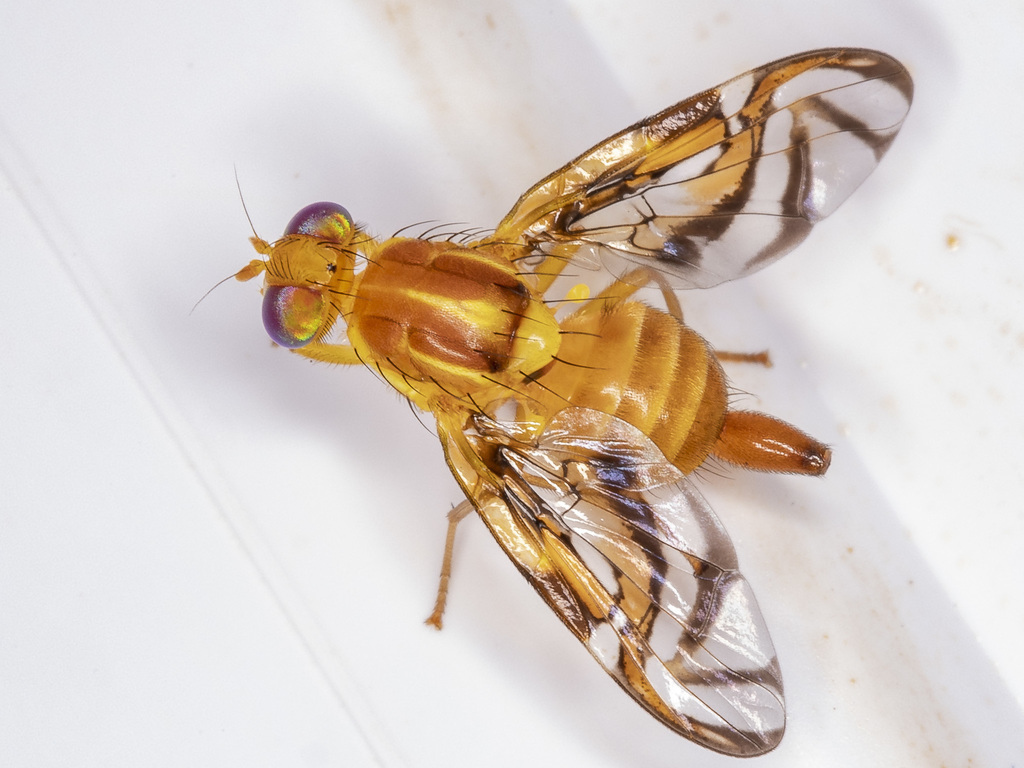 Anastrepha fraterculus from Itajá - GO, Brasil on December 31, 2018 by ...