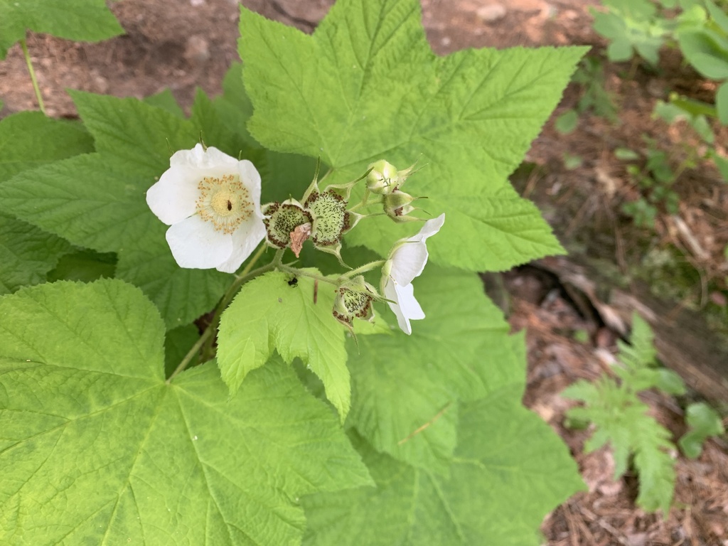 thimbleberry from Marquette, MI, US on July 9, 2023 at 0539 PM by