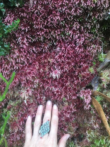 Sphagnum magellanicum image