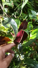 Glossoloma purpureum image